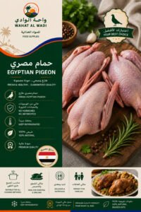 Egyptian Baladi Pigeon